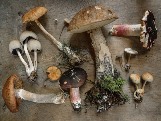 Reishi to Turkey Tail: Discover the Best Mushrooms for Energy, Focus, and Immune System Support
