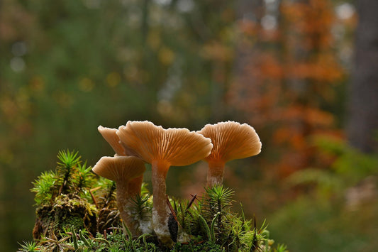 From Black Fungus to Chaga: How Nutri Warrior's Mushroom Blend Enhances Your Body's Natural Defenses