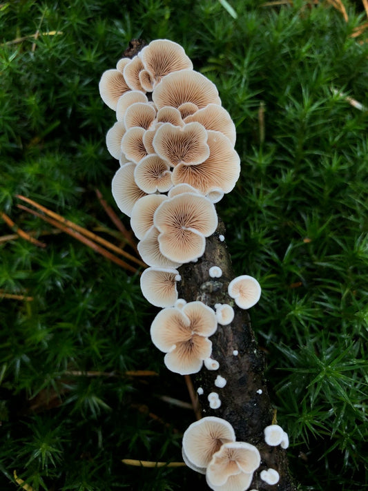 The Secret to Energy and Weight Loss: Exploring the Best Mushrooms for Autoimmune Health and Beyond