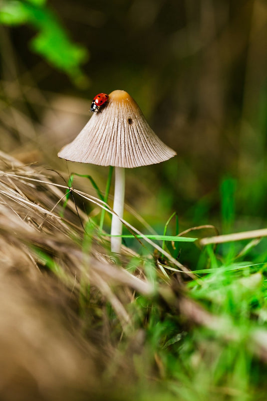 From Reishi to Turkey Tail: Discover the Best Mushrooms for Energy and Focus in Your Daily Routine