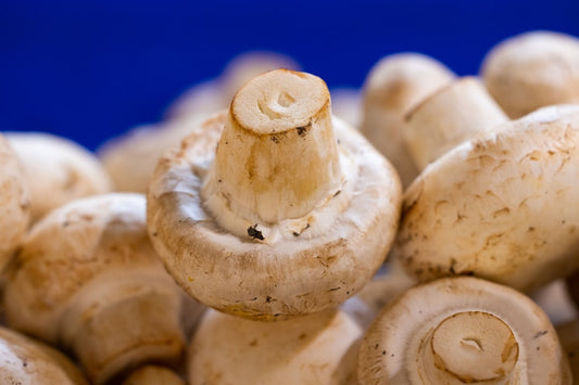 Enhance Your Wellness with the Best Mushroom for Immune System: A Guide to Nutri Warrior's Potent Blend