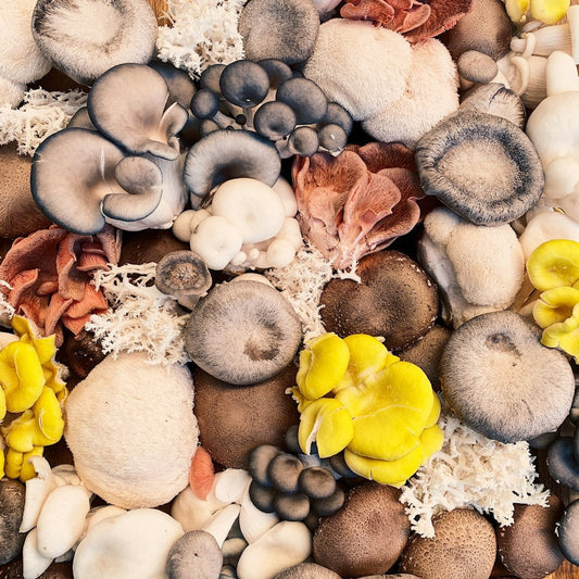 Transform Your Health Journey: How to Use Top 10 Best Mushrooms for Energy and Weight Loss